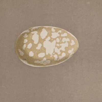 Plate - 19th century colour engraving- Birds Eggs - Ornithology-Morris