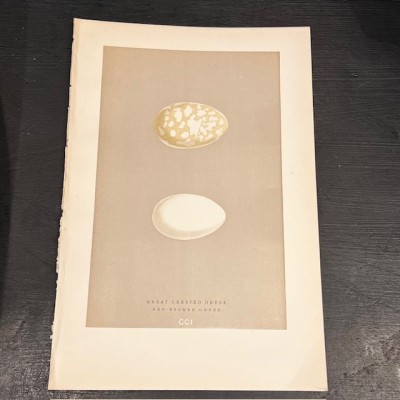 Plate - 19th century colour engraving- Birds Eggs - Ornithology-Morris
