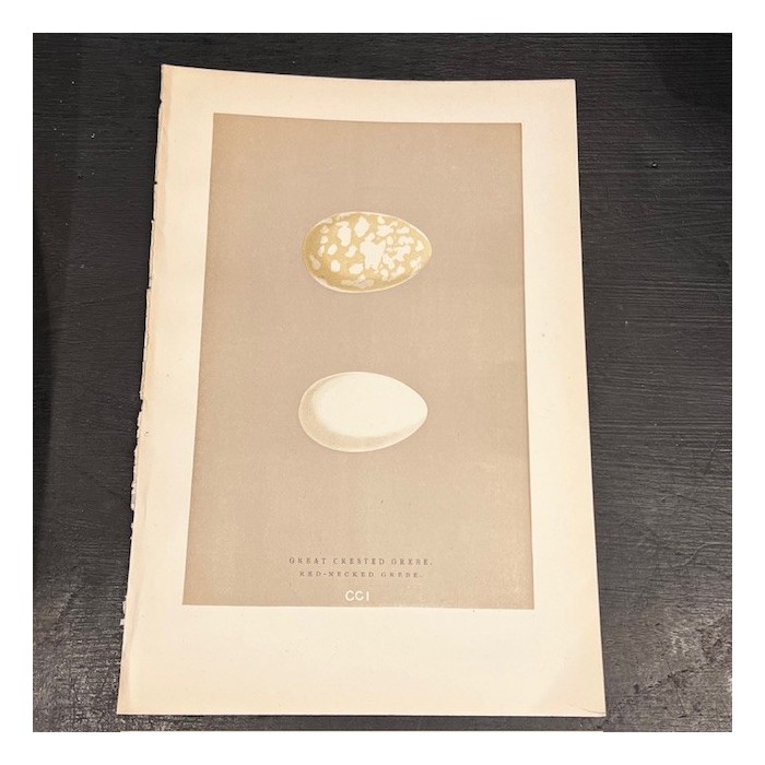 Plate - 19th century colour engraving- Birds Eggs - Ornithology-Morris