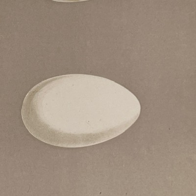 Planche - Gravure ancienne d'Histoire Naturelle - Oeufs d'oiseaux 1870