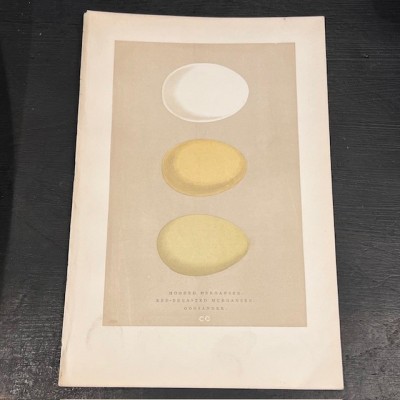 Plate - 19th century colour engraving- Birds Eggs - Ornithology-Morris
