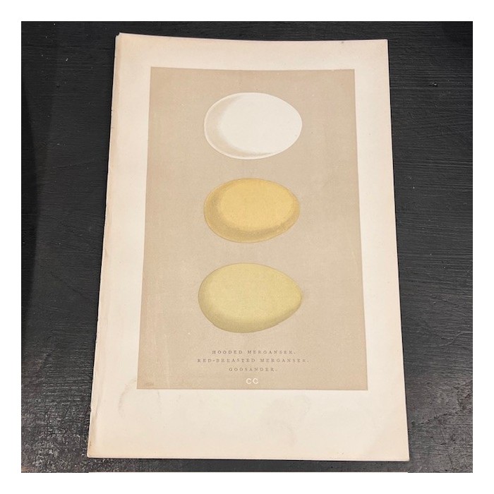 Plate - 19th century colour engraving- Birds Eggs - Ornithology-Morris