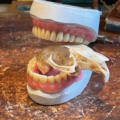 Bronze dental articulator (circa 1920) - Dental instrument - Dentistry