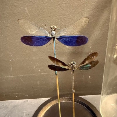 Libellules sous globe - Euphaea variegata et Neurobasis kaupi