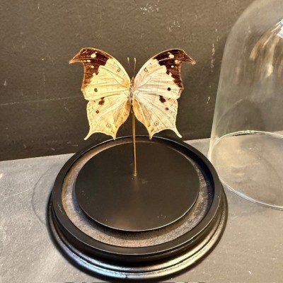 Salamis duprei butterfly under glass bell
