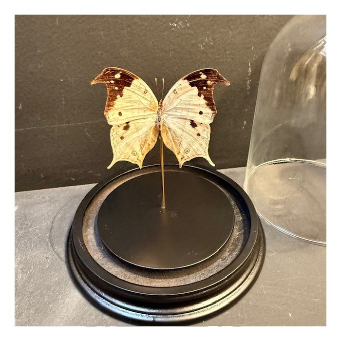 Papillon Salamis duprei de Madagascar sous Cloche