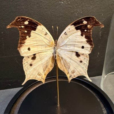 Papillon Salamis duprei de Madagascar sous Cloche