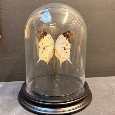 Salamis duprei butterfly under glass bell
