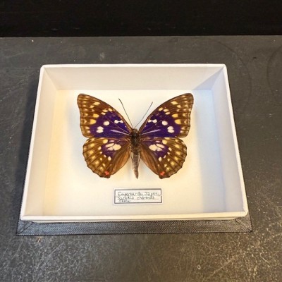 Papillon Sasakia Charonda (Empereur du Japon) - Boite entomologique