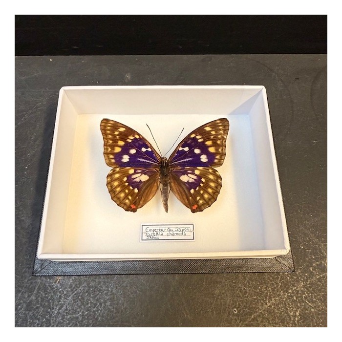 Papillon Sasakia Charonda (Empereur du Japon) - Boite entomologique