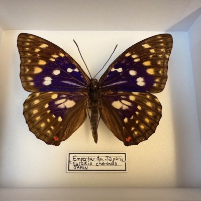 Papillon Sasakia Charonda (Empereur du Japon) - Boite entomologique