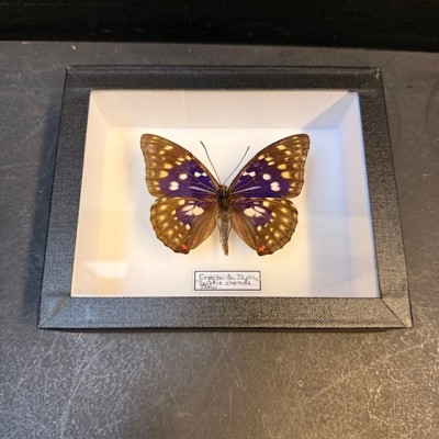 Papillon Sasakia Charonda (Empereur du Japon) - Boite entomologique