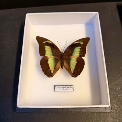 Entomological Box - Archaeoprepona demophon butterfly