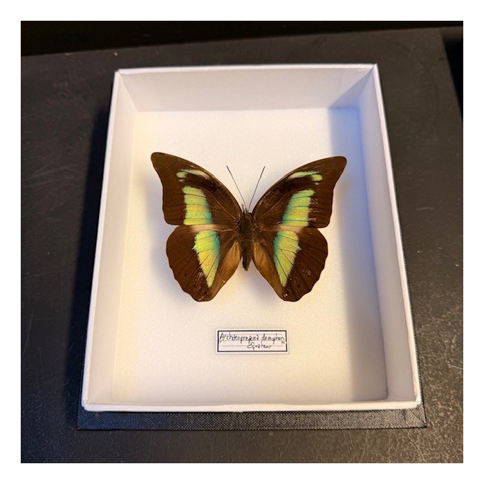 Entomological Box - Archaeoprepona demophon butterfly