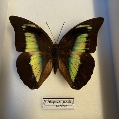 Entomological Box - Archaeoprepona demophon butterfly