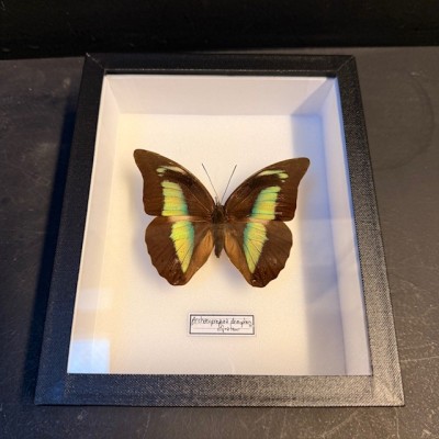 Entomological Box - Archaeoprepona demophon butterfly