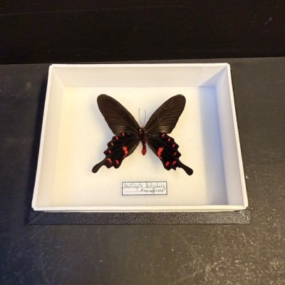 Papillon Pachliopta Kotzebuea - Boite entomologique