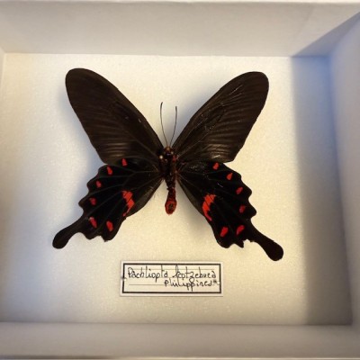 Entomological box - Pachliopta Kotzebuea Butterfly