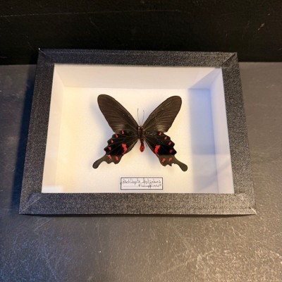 Entomological box - Pachliopta Kotzebuea Butterfly