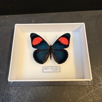 Papillon Pastel - Batesia hypochlora - Boite entomologique