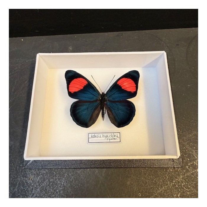 Entomological Box - Pastel Butterfly - Batesia hypochlora