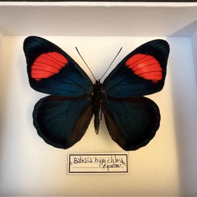Entomological Box - Pastel Butterfly - Batesia hypochlora