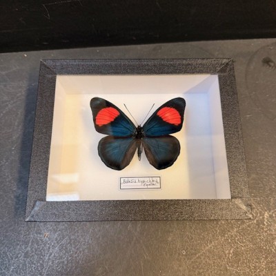 Entomological Box - Pastel Butterfly - Batesia hypochlora