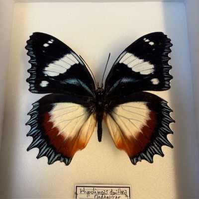 Papillon Hypolimnas dexithea - Boite entomologique 15x18cm