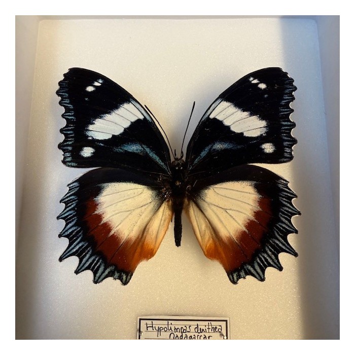 Entomological Box - Hypolimnas dexithea butterfly
