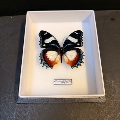 Entomological Box - Hypolimnas dexithea butterfly
