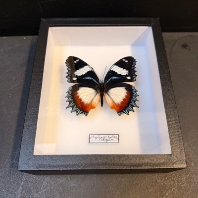 Entomological Box - Hypolimnas dexithea butterfly