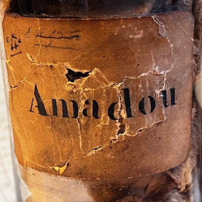 Amadou - Tinder fungus - Vintage pharmacy bottle - Apothecary