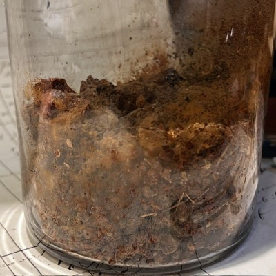 Myrrhe - Bocal ancien de pharmacie-Apothicaire