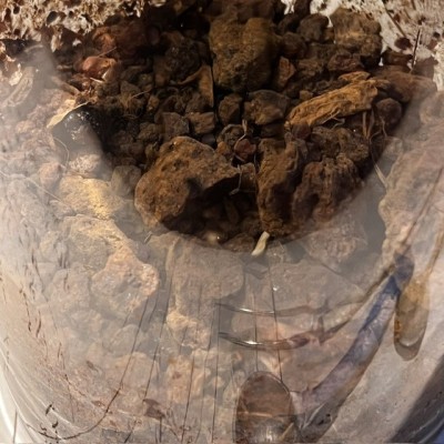 Myrrhe - Bocal ancien de pharmacie-Apothicaire