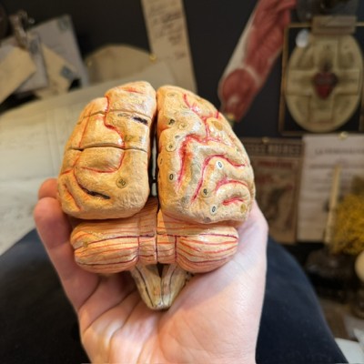 Dr Auzoux - Modèle anatomique du cerveau - Papier-mâché - 1874