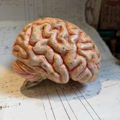 Dr Auzoux - Modèle anatomique du cerveau - Papier-mâché - 1874