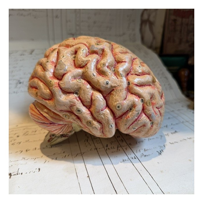 Dr Auzoux - Modèle anatomique du cerveau - Papier-mâché - 1874