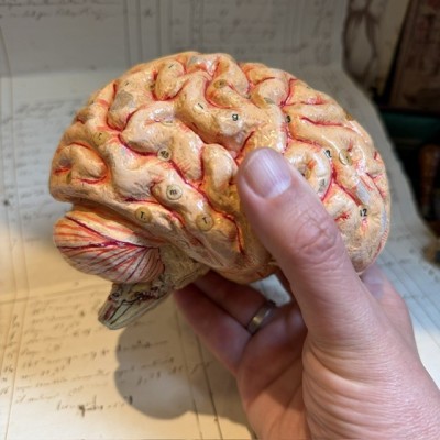 Dr Auzoux - Modèle anatomique du cerveau - Papier-mâché - 1874