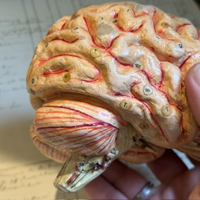 Brain - Anatomical model by Dr Auzoux - Papier-mâché model - 1874