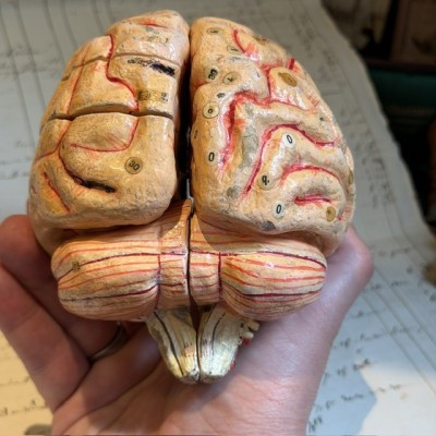 Dr Auzoux - Modèle anatomique du cerveau - Papier-mâché - 1874