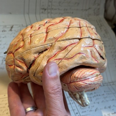 Dr Auzoux - Modèle anatomique du cerveau - Papier-mâché - 1874