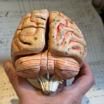 Dr Auzoux - Modèle anatomique du cerveau - Papier-mâché - 1874