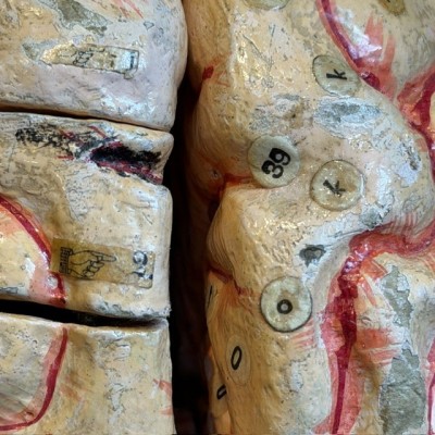 Brain - Anatomical model by Dr Auzoux - Papier-mâché model - 1874