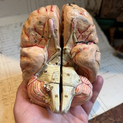 Dr Auzoux - Modèle anatomique du cerveau - Papier-mâché - 1874