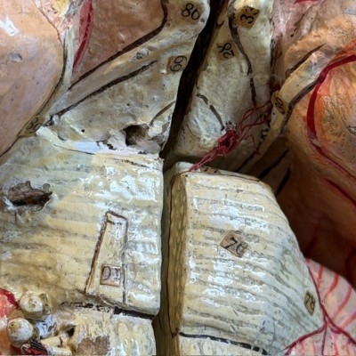 Brain - Anatomical model by Dr Auzoux - Papier-mâché model - 1874