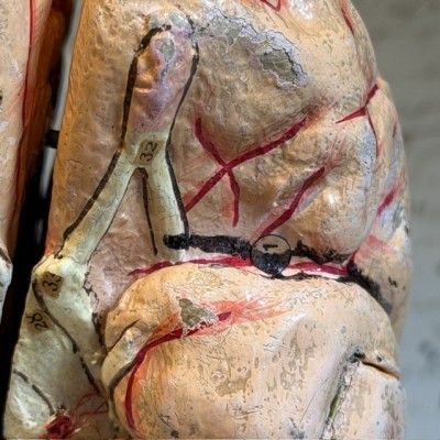 Brain - Anatomical model by Dr Auzoux - Papier-mâché model - 1874