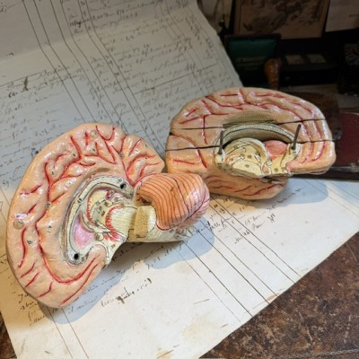 Brain - Anatomical model by Dr Auzoux - Papier-mâché model - 1874