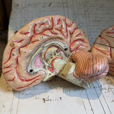 Dr Auzoux - Modèle anatomique du cerveau - Papier-mâché - 1874