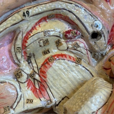 Brain - Anatomical model by Dr Auzoux - Papier-mâché model - 1874