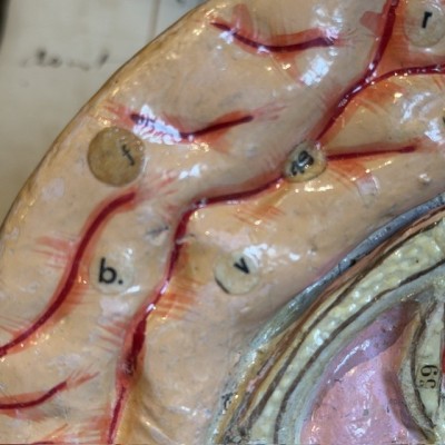 Dr Auzoux - Modèle anatomique du cerveau - Papier-mâché - 1874